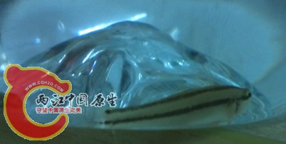 稿纹虾虎2.jpg