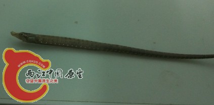 小刺鳅.jpg