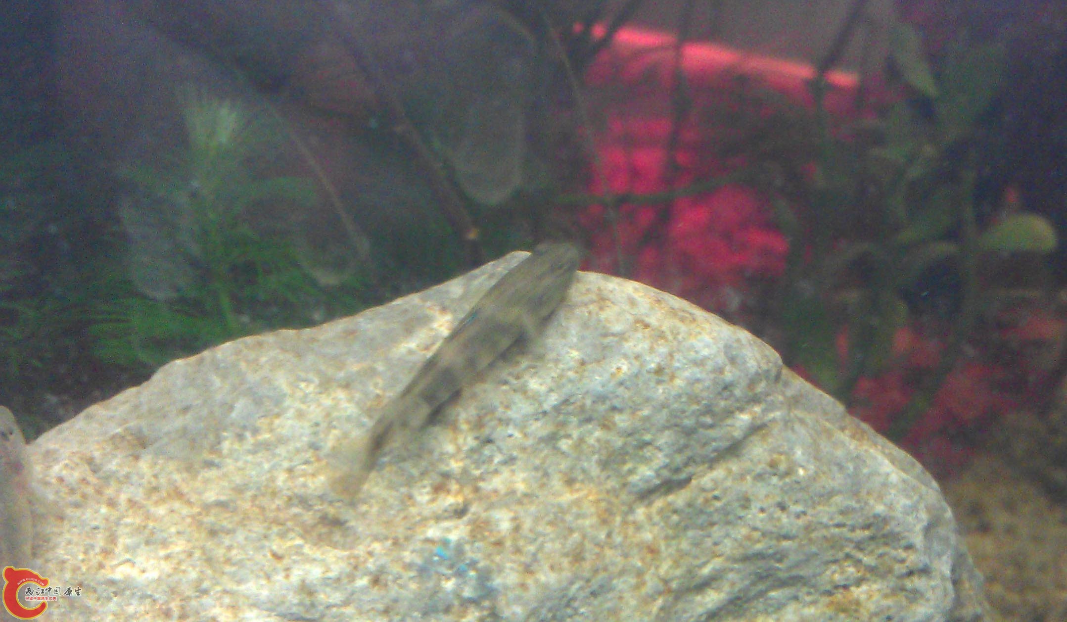 IMAG0976.jpg