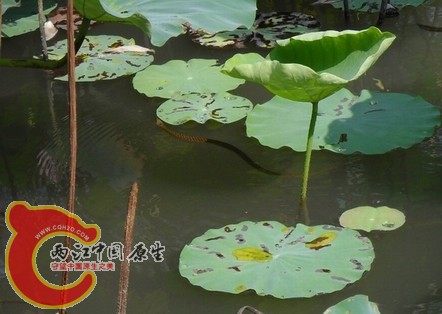 拍到蛇了