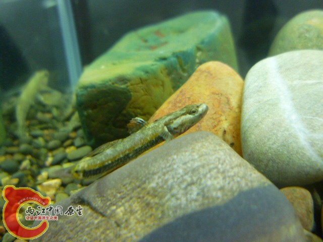 P1060783.JPG