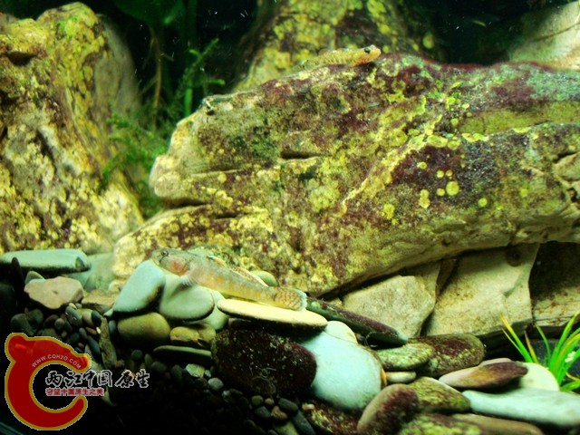 DSC08207.jpg