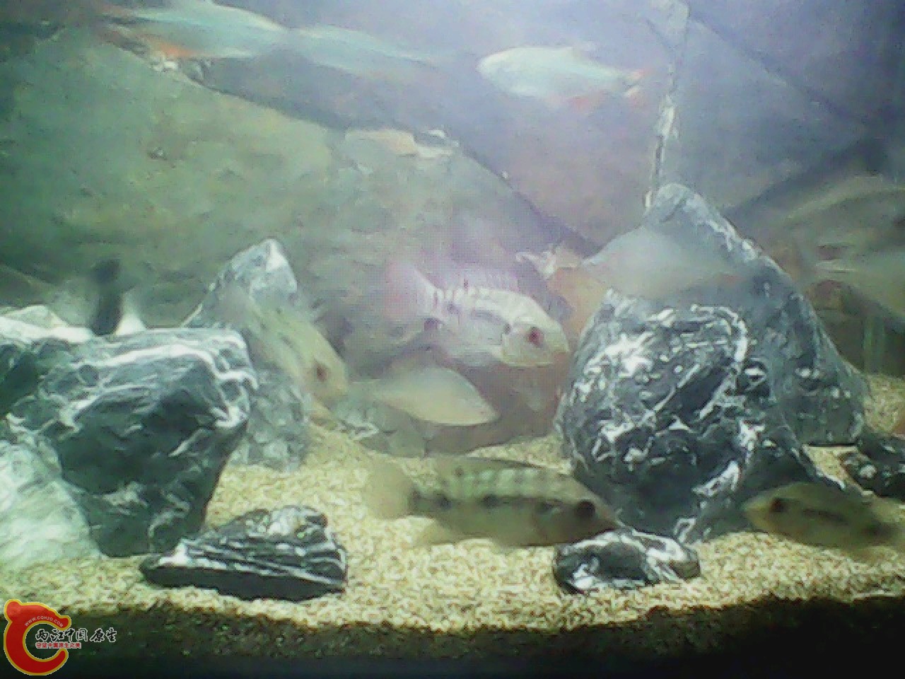 img0727_175610185.jpg