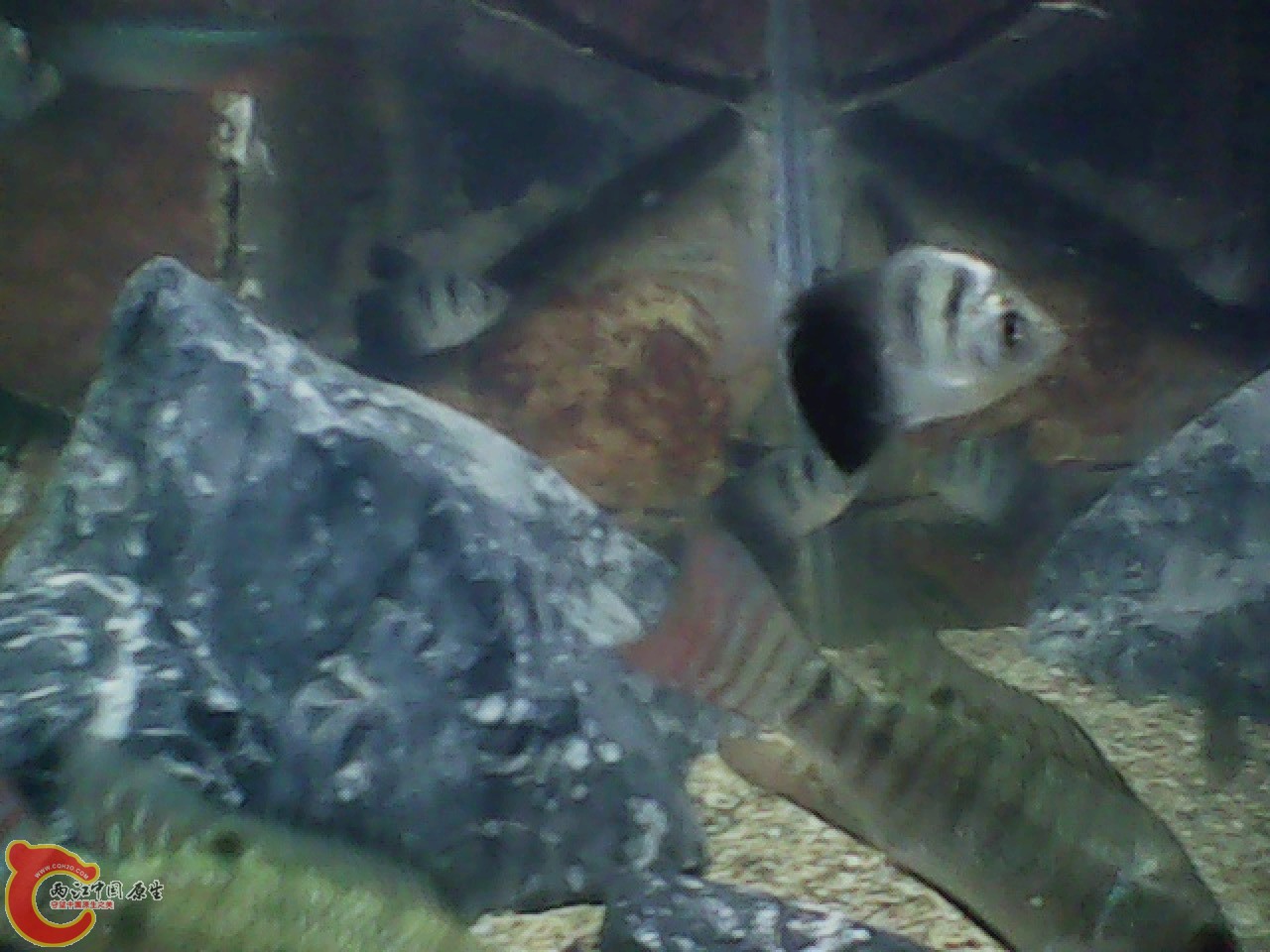 img0727_181436975.jpg