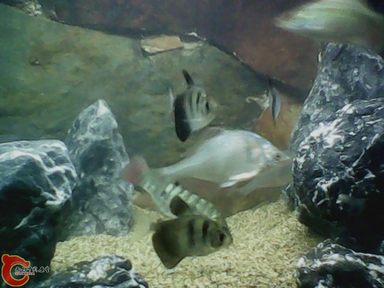 img0727_181502125.jpg