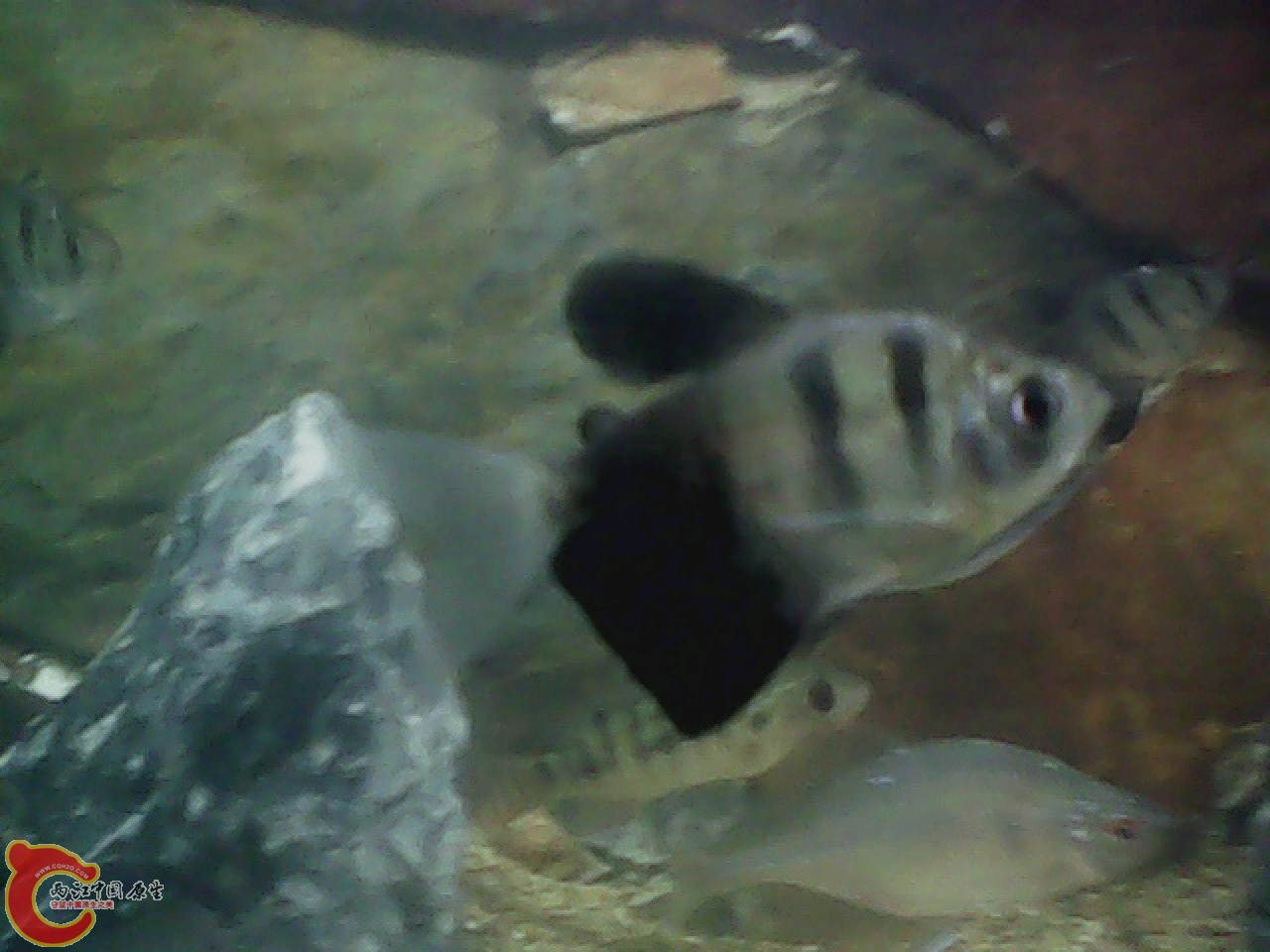 img0727_181703191.jpg