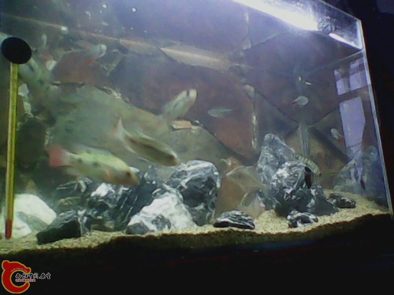 img0727_181821135.jpg
