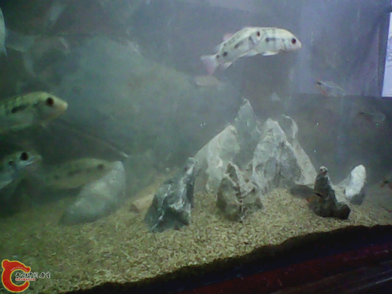 img0607_181539237.jpg