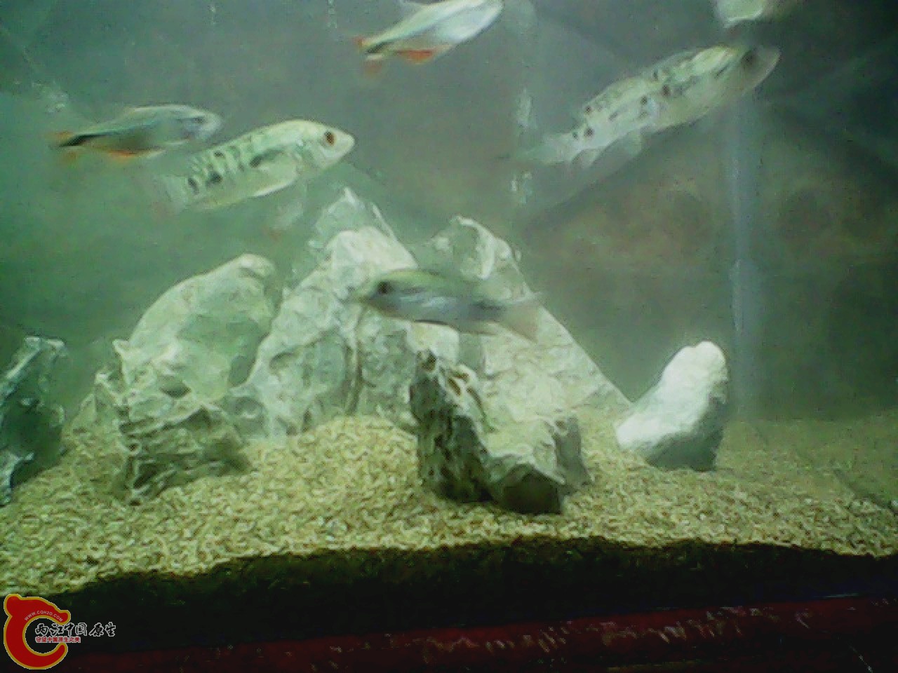 img0607_181944443.jpg