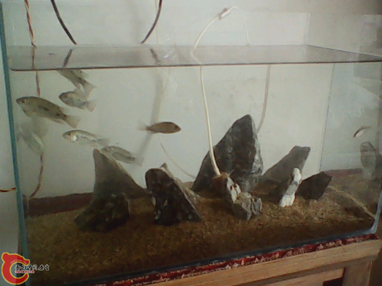 img0512_131751368.jpg