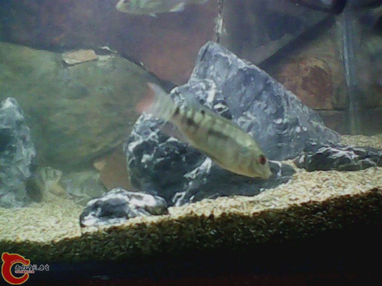 img0727_180903459.jpg