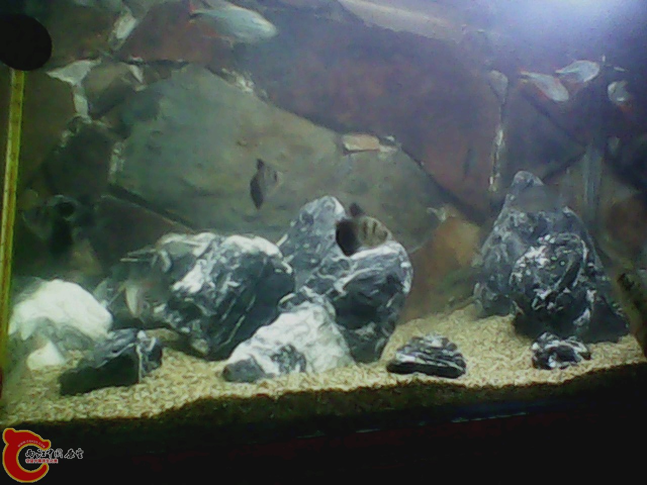 img0727_180956319.jpg