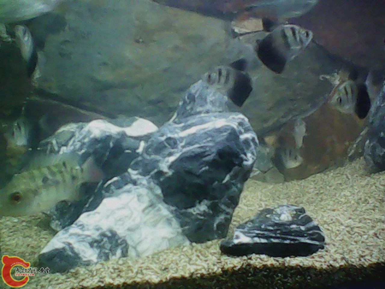 img0727_181023945.jpg