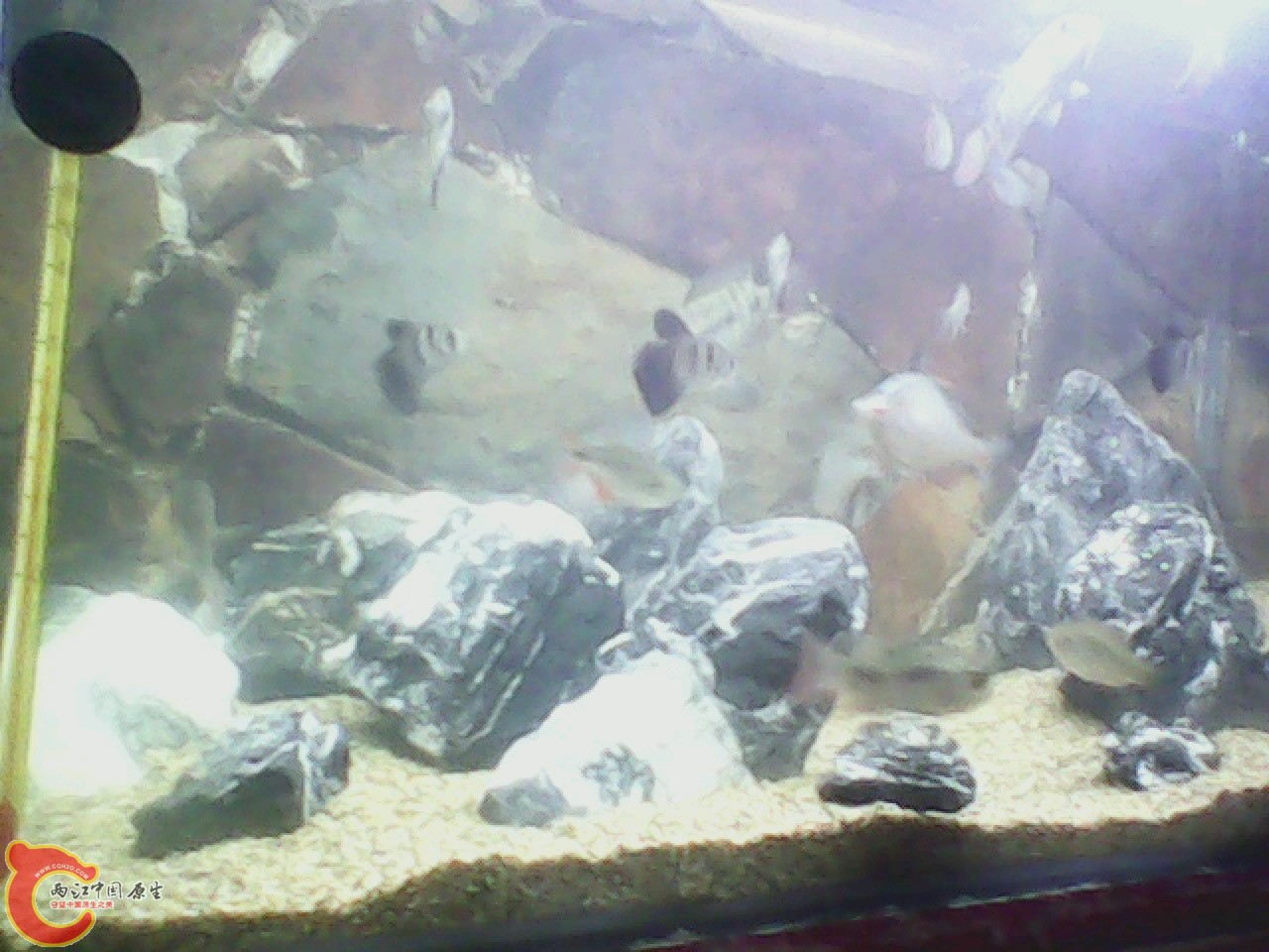 img0727_175934125.jpg