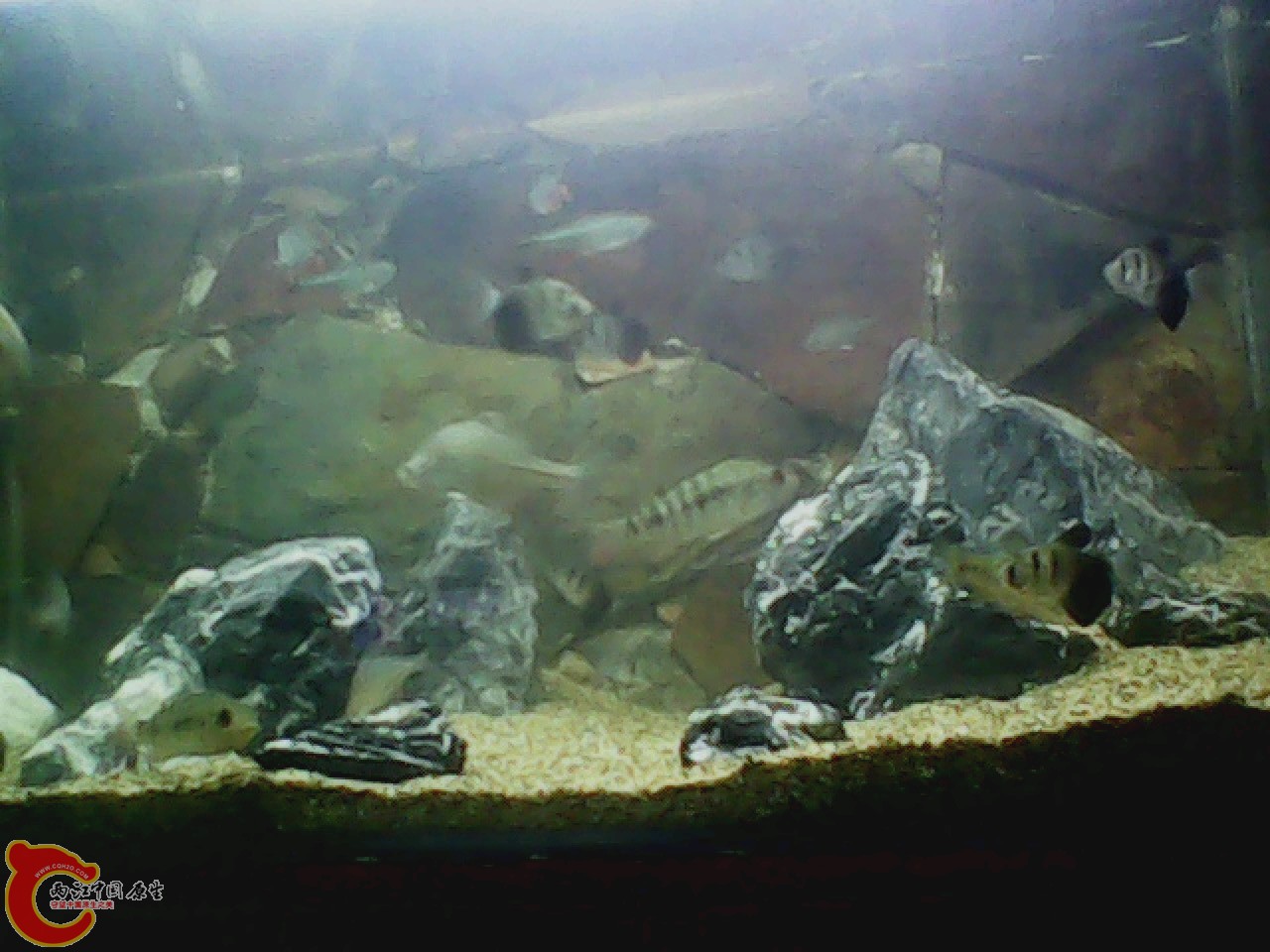 img0727_180339272.jpg