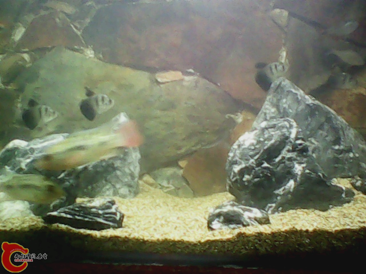 img0727_180416185.jpg