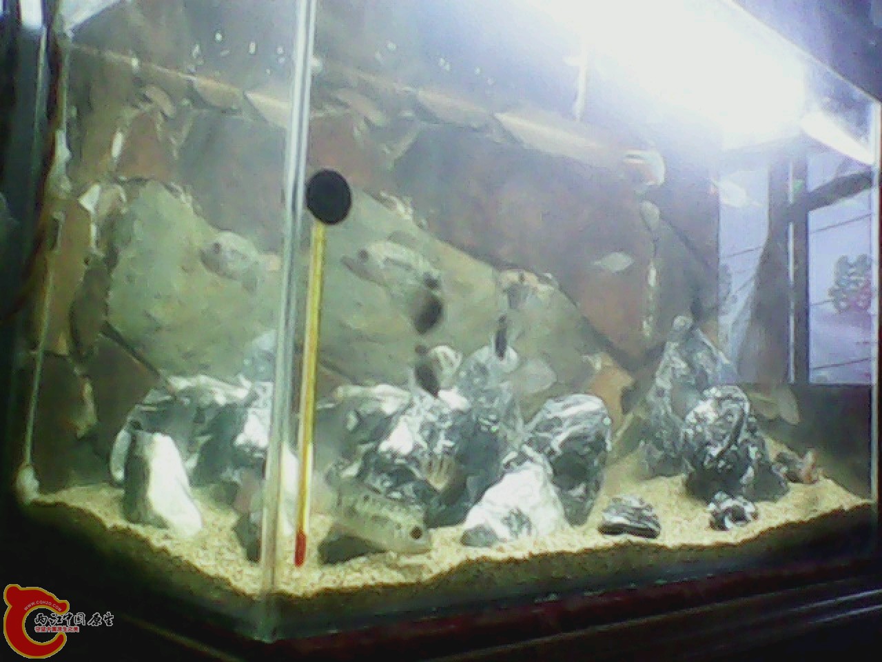 img0727_180542535.jpg