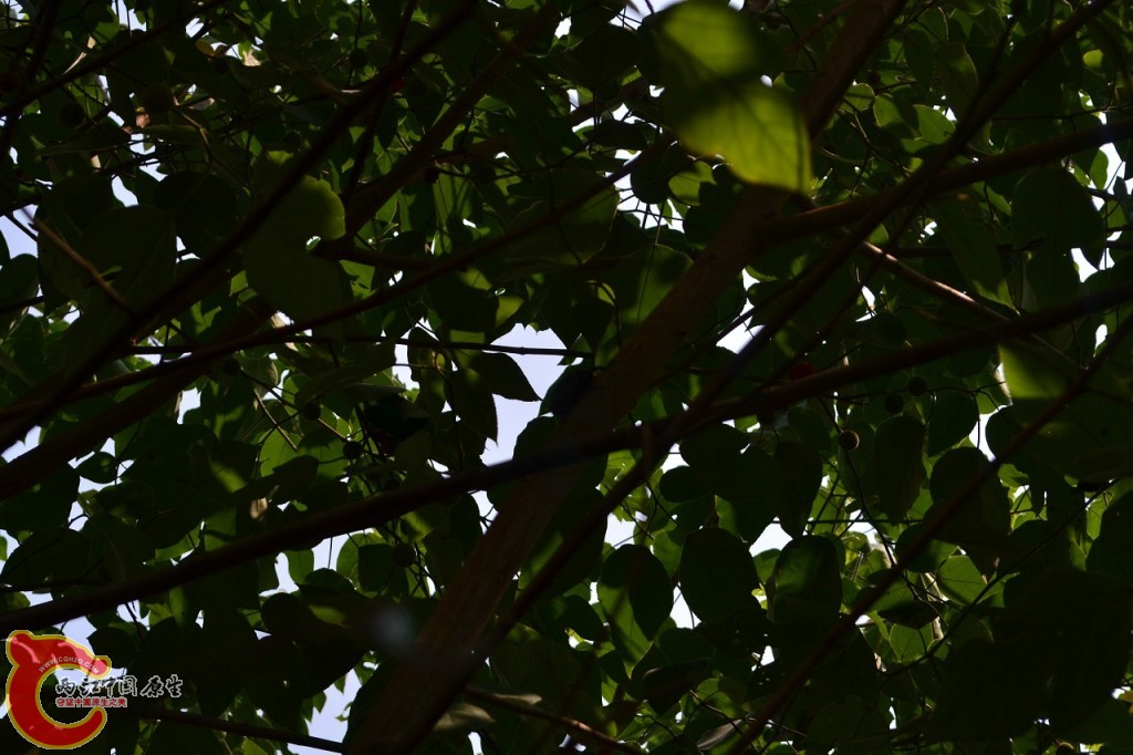 公独角仙 (1).jpg