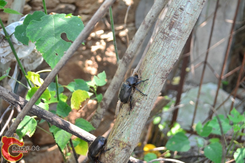 公独角仙 (2).jpg