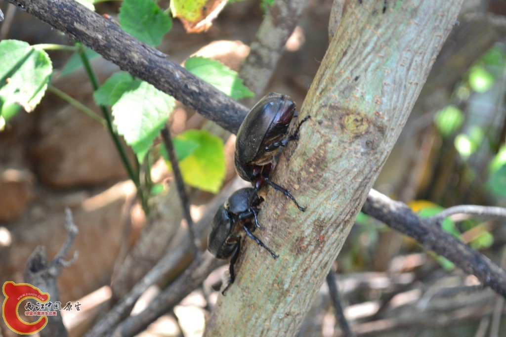 公独角仙 (3).jpg