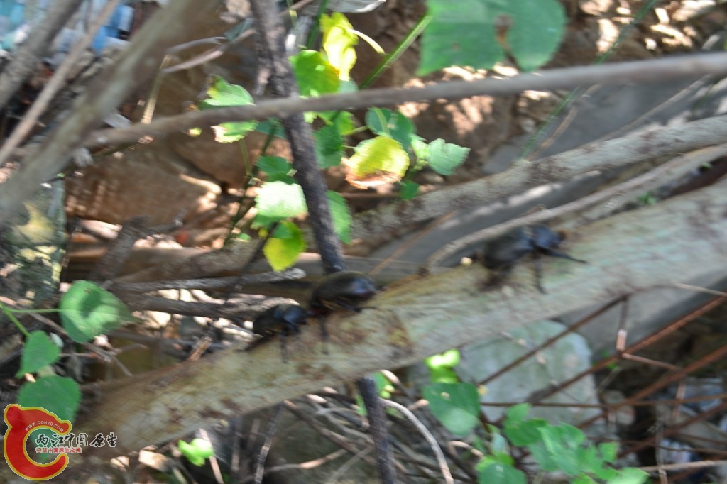 公独角仙 (4).jpg