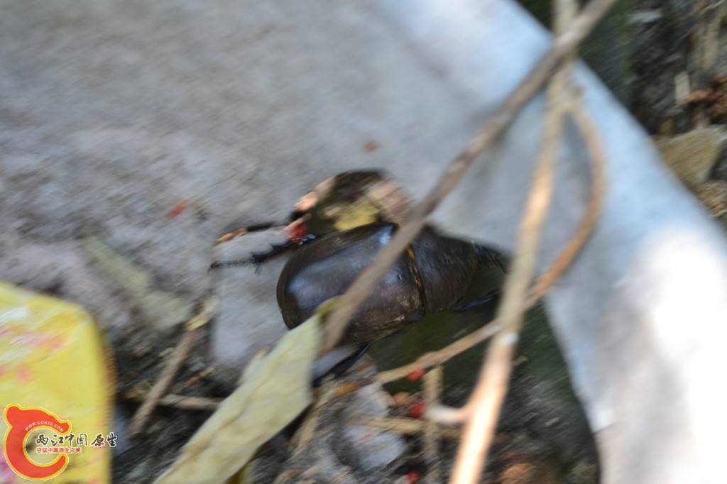 公独角仙 (6).jpg