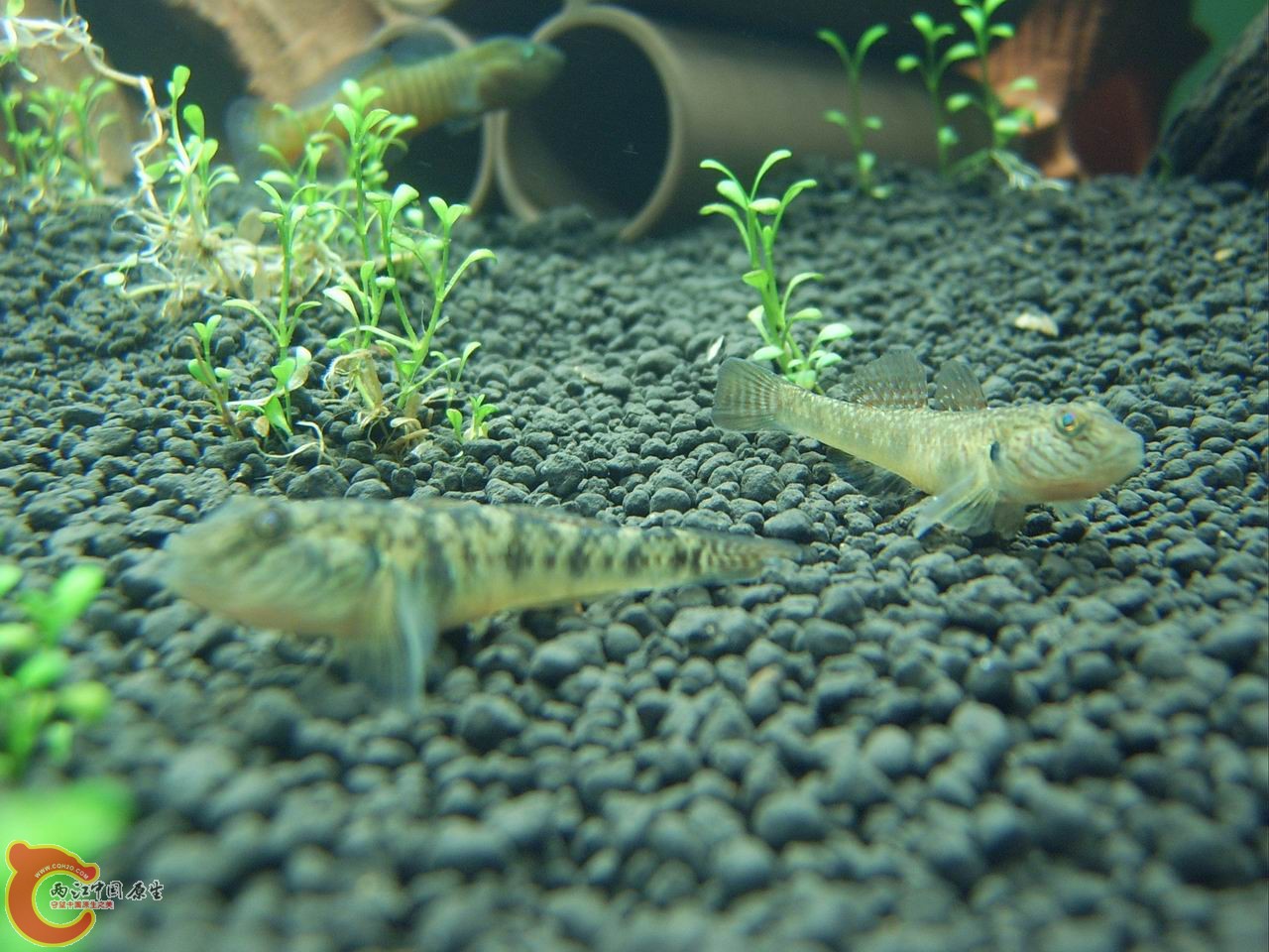 SV500004.JPG