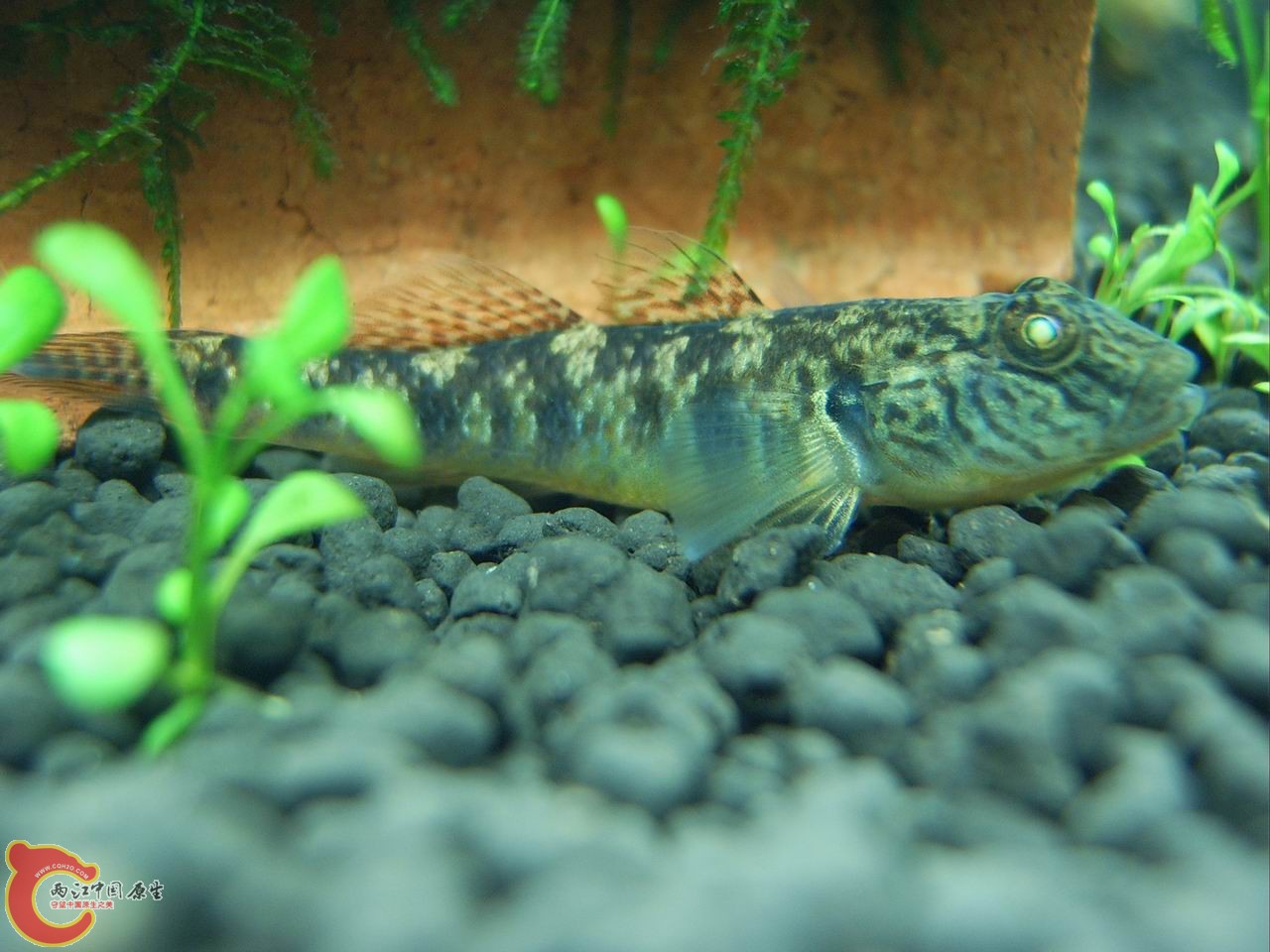 SV500111.JPG