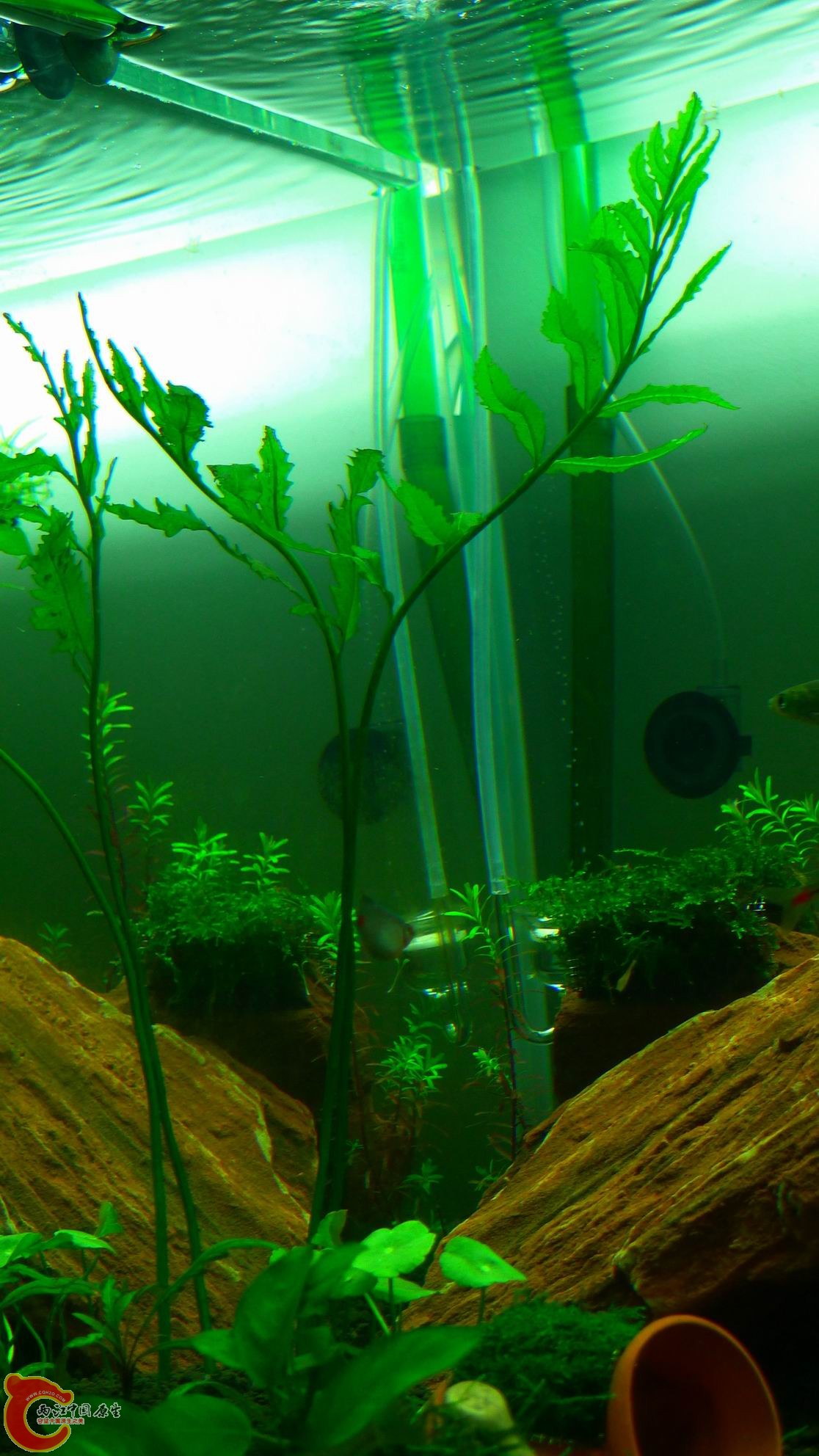 P1000126.JPG