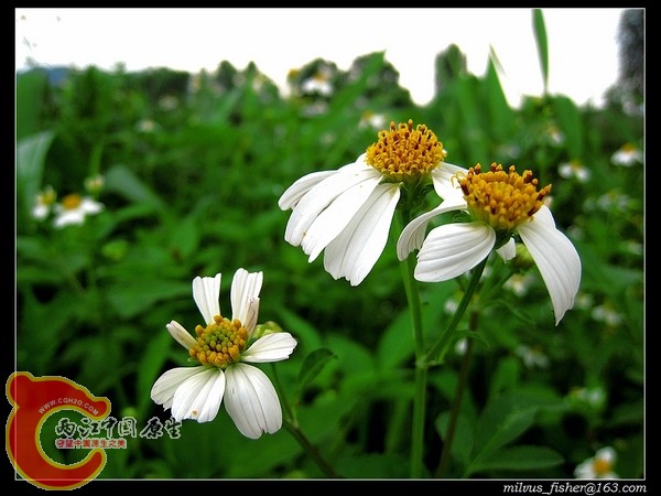 nEO_IMG_07白花鬼针草.jpg