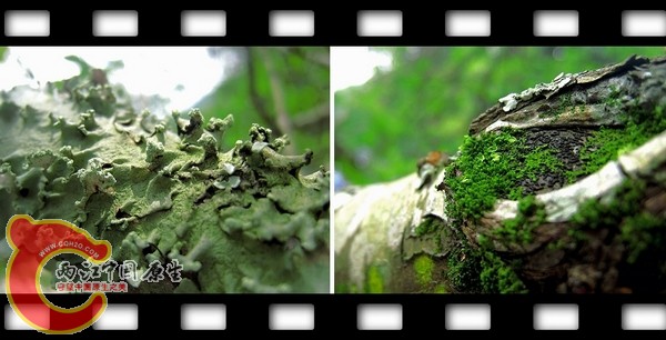 nEO_IMG_26苔藓.jpg