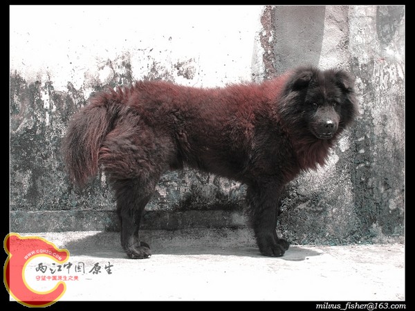 nEO_IMG_28狗.jpg