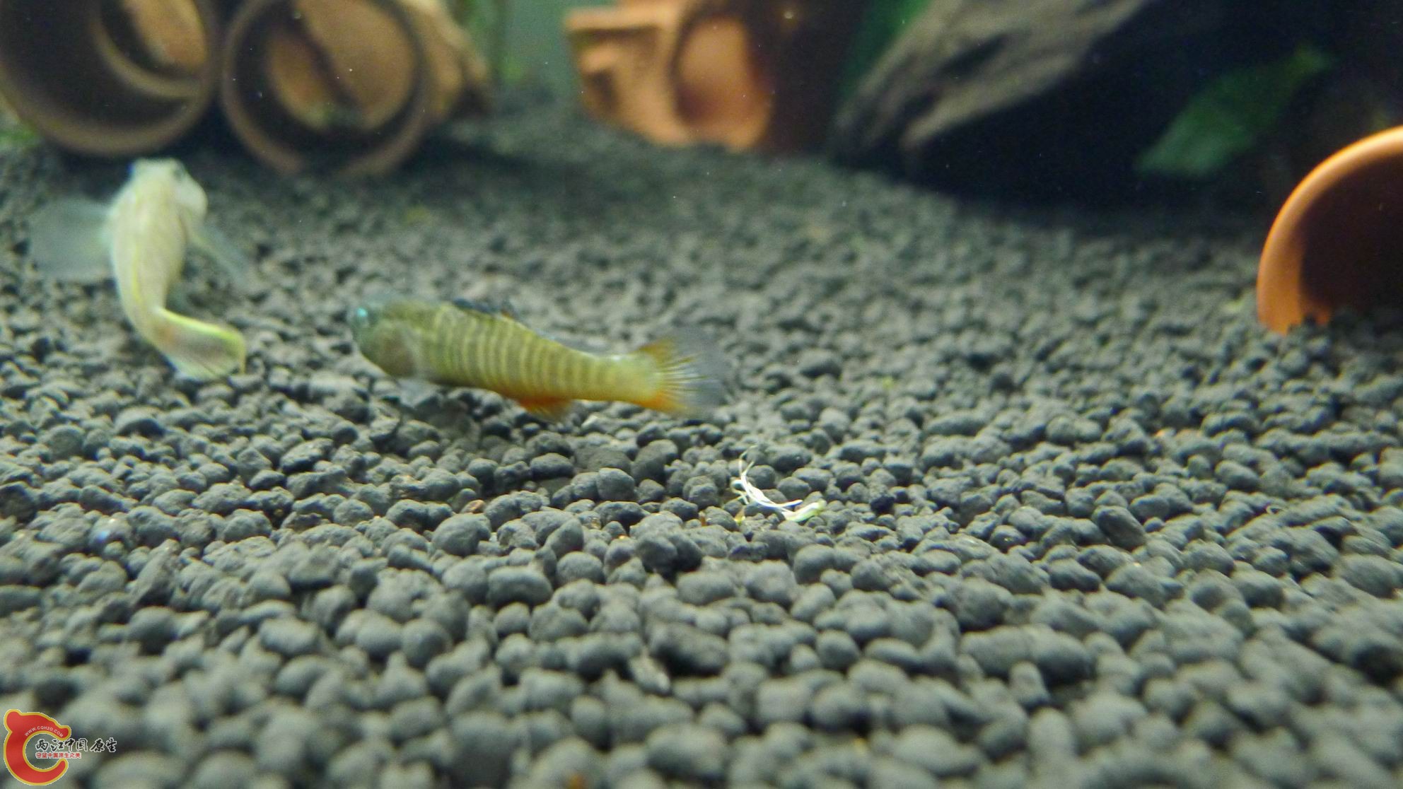 P1000204.JPG
