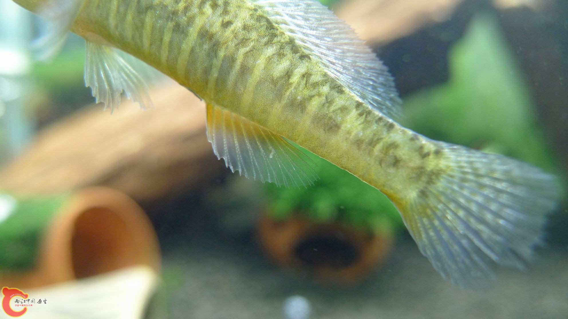 P1000270.JPG