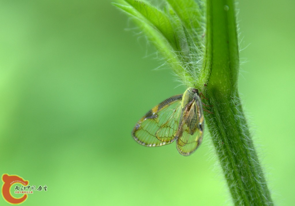 透翅疏广蜡蝉 Euricanid clara.jpg