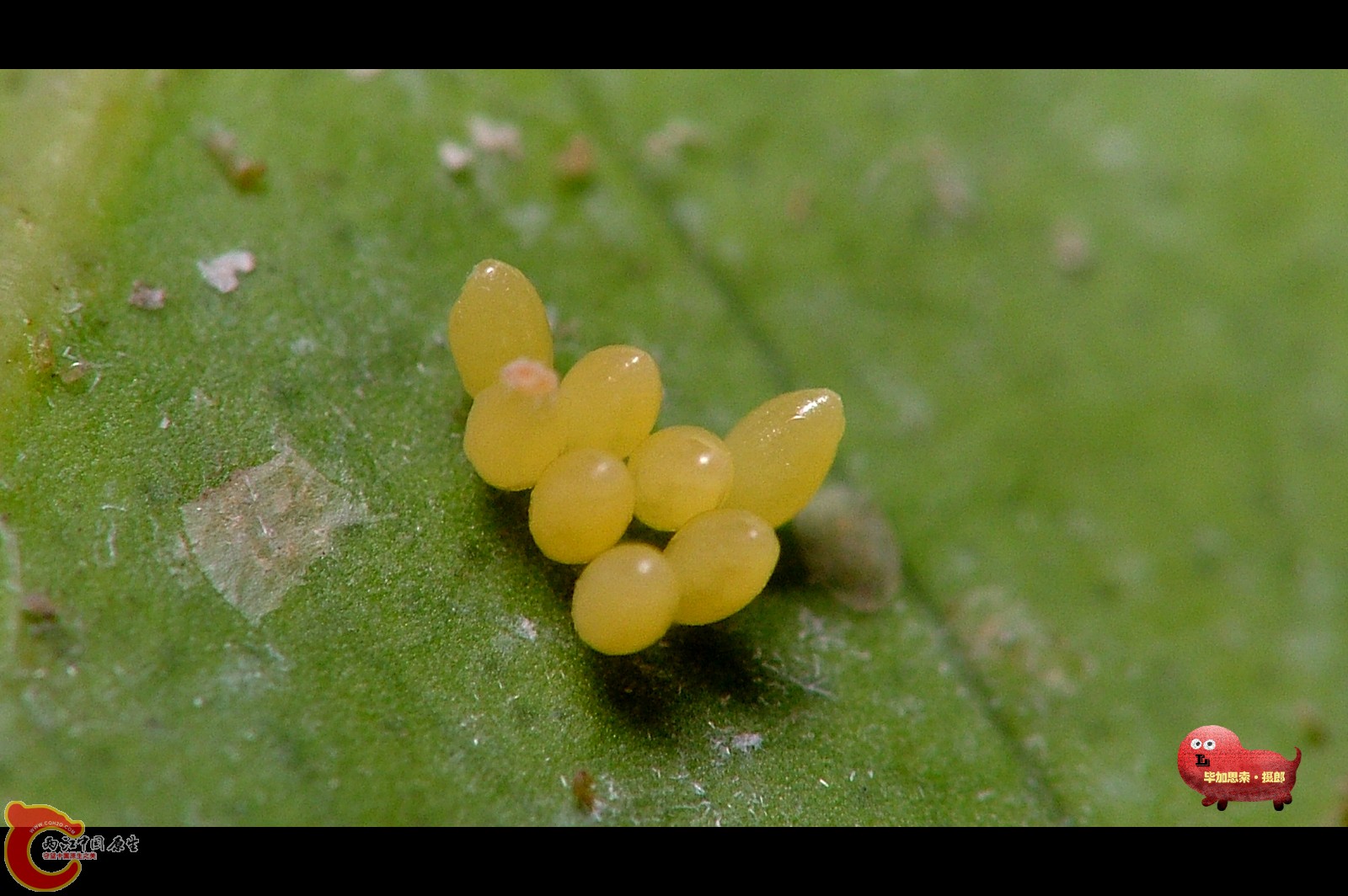 蝴蝶在玉兰花叶片上产卵