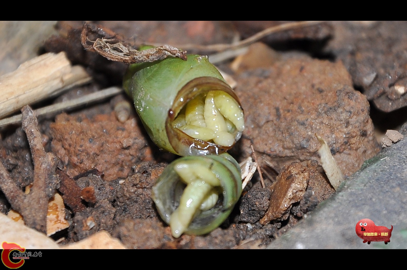 即将孵化出来的寄主