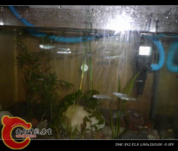 调整大小 数了数，大概十条小马克.JPG