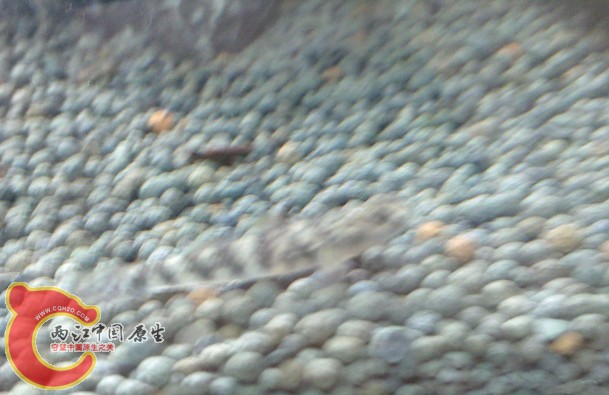 QQ截图20120810001246.jpg