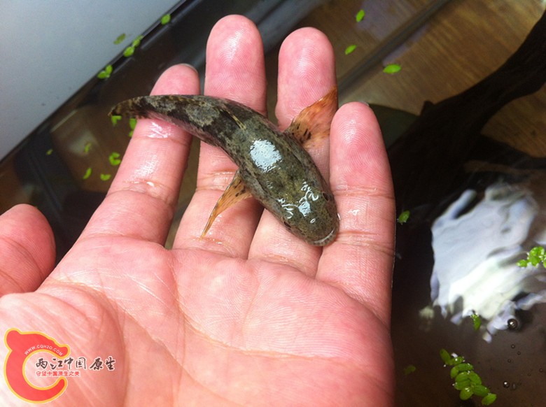 IMG_0384_副本.jpg