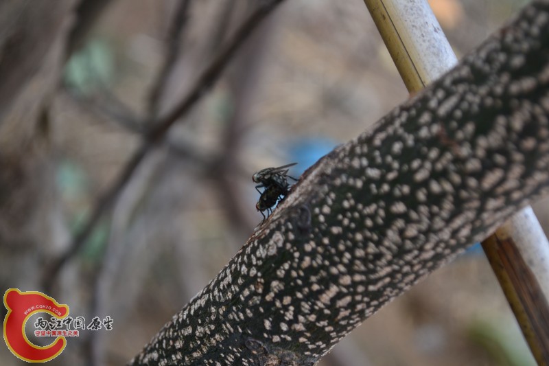 苍蝇交配 (1).jpg