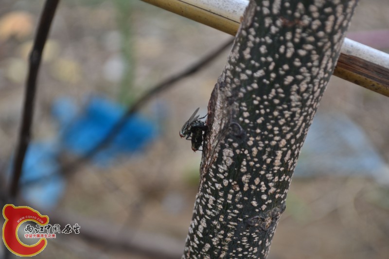 苍蝇交配 (2).jpg