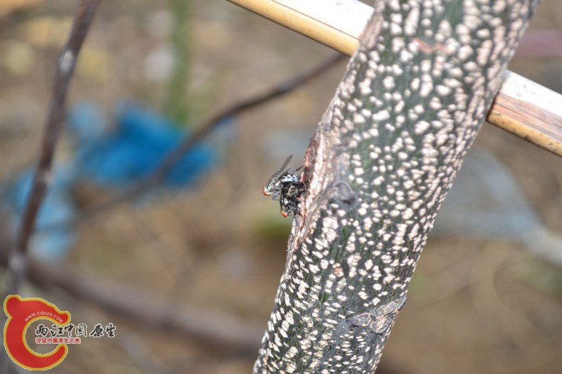 苍蝇交配 (3).jpg