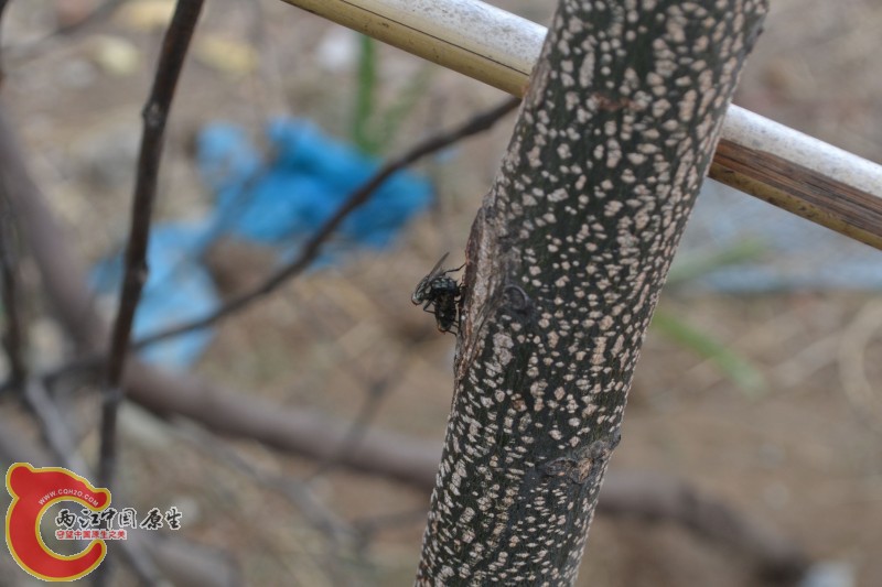 苍蝇交配 (4).jpg