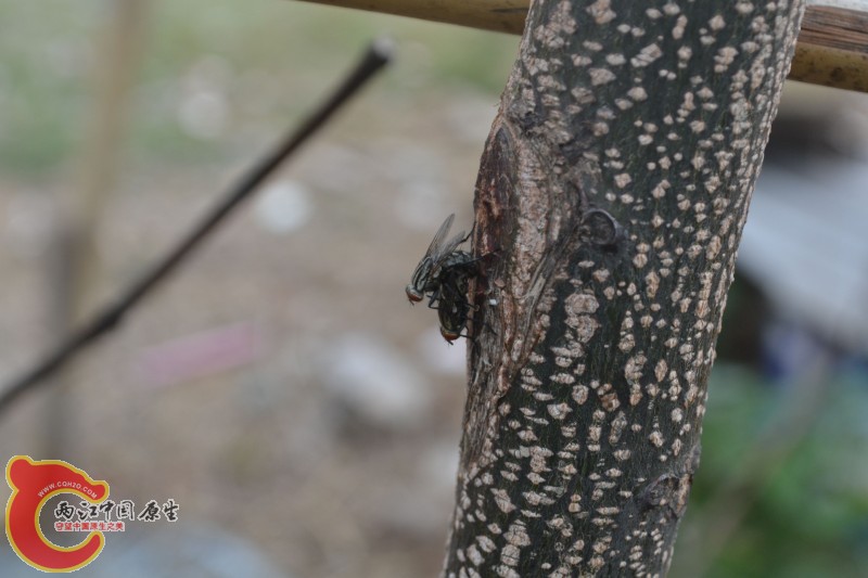 苍蝇交配 (5).jpg