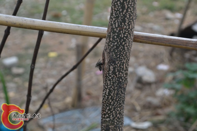 苍蝇交配 (6).jpg