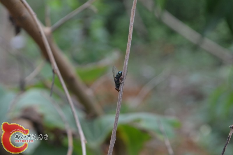 苍蝇交配 (7).jpg