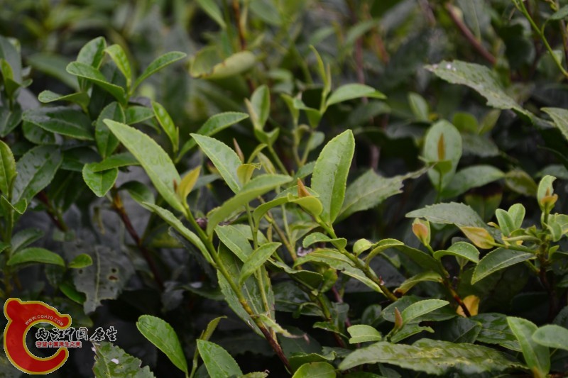 茶树 (4).jpg