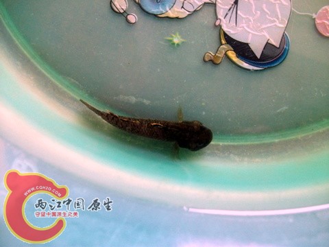 DSCF7377.JPG