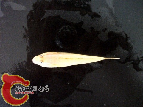 DSCF7369.JPG